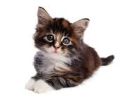  cat beds cat bowls cat collars cat flaps cat gifts cat health cat 