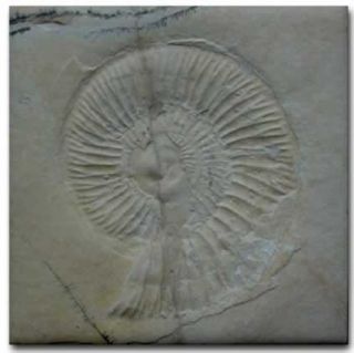 Shell Fossil Detailed Ceramic Tile Coaster 4 25 in Gray