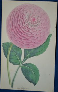 Dahlia  hand Colored Botanical James Andrews Floral Magazine 1860 