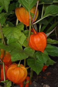 CHINESE LANTERN~Seed~~Great for Dried Arrangements