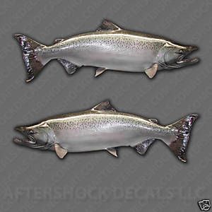 Chinook Salmon Fishing Decal Sticker