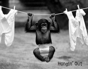 Chimp Baby Vintage Animal Funny Joke Humor Poster S508