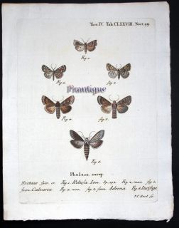 1793 Esper Die Schmetterlinge Hand C Noctuæ Calvaria D6