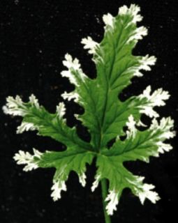 Frosted Citronella Geranium Repels Mosquitos Inside Out Potted