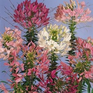 Spider Plant Queen Cleome Mixed 100 Seeds Large Flower Clusters 4 6ft
