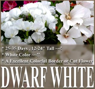 Clarkia Amoena Godetia Dwarf White Flower Seeds