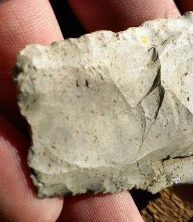 Giant Clovis Base Fossiliferous Chert