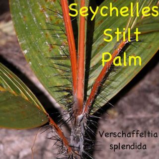 Live Colorful Seychelles Stilt RARE Palm Tree Huge Leaf
