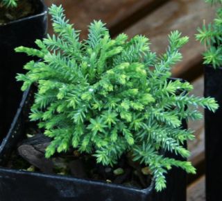 Three Plumosa Compressa Aurea Cypress Dwarf Conifer