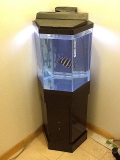 20 Gallon Hexagon Fish Tank Complete Set Up