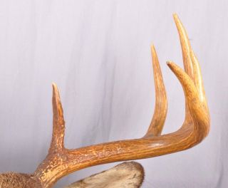 Big Nova Scotia Whitetail Deer Taxidermy 10 Point Mount