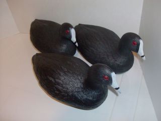 12 Standard Water Keel Coots New