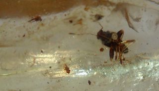  Oedermera Beetle RARE Mite Many Insects Madagascar Copal Amber
