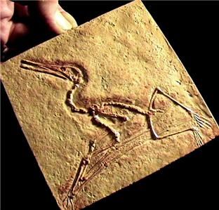  Skeleton Cast Jurassic Flying Reptile Museum Mold Stone Cast