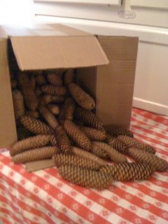 Box of 100 Real Natural Large Spruce Pine Cones Pinecones