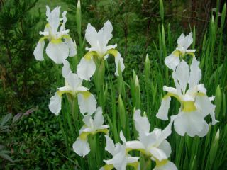 White and Yellow Siberian Iris Very Showy in A Clump and Very Hardy
