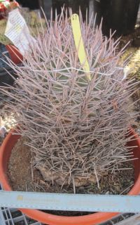 Echinocactus Polycephalus Mojave Cotton Top Cactus 67