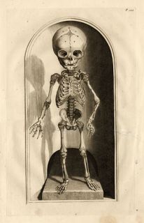 2ANTIQUE Medical Print Skeleton Baby Cowper Bidloo 1739
