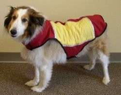 The Ultimate Cooling Vest Specially Made for Dogs