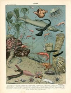 1897 Deep Sea Fish Shark Crabs Starfish Jellyfish Antiqlithograph