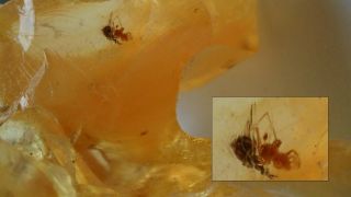 Fossil Spider Prepares Fly in Huge Copal Amber 43 grams with 3 More