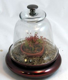 Glass Cloche 9 with Sundew Plant Live Terrarium