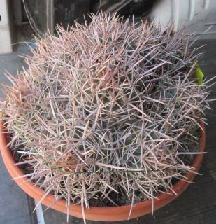 Echinocactus Polycephalus Mojave Cotton Top Cactus 49