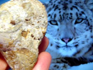   SNOW LEOPARD shaman CAT healing estoric cats crystal PROTECTION