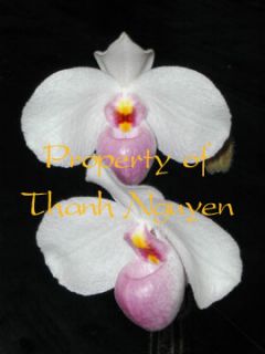 Vietnam Pink Paph Orchid Species Delenatii NBS BS Plant