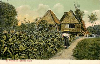 Philippines A Philippine Tobacco Field Early T35331