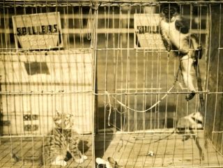 Cat Monkey in Cage Piccadilly Garage Old Photo 1920S