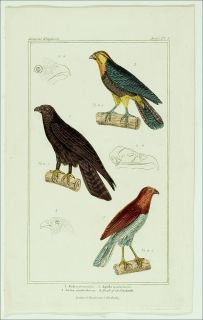 1827 Antique Original HC Cuvier Print Falcon Eagle Hawk
