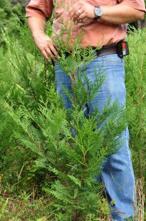 Leyland Cypress 2 3ft Field Grown BARE ROOT