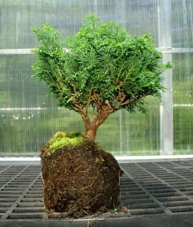 Bonsai Tree Hinoki Cypress Shohin Specimen Material HCSP 720B