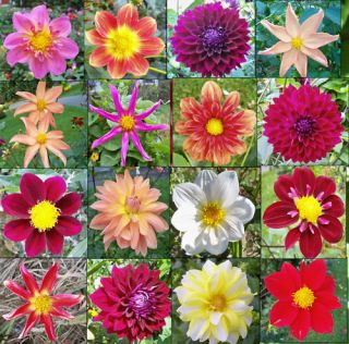 50 Dahlia Flower Seeds Mixed Colors Grow UR Own Tubers