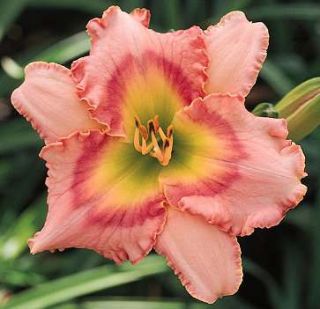 Hearts and Flowers DF B13C Kirchhoff D 2000 DAYLILY