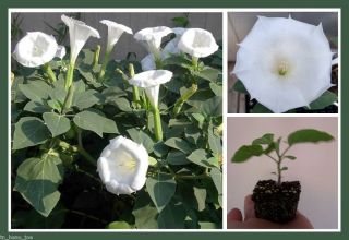 LIVE PLANT WHITE DATURA Inoxia DEVIL angel TRUMPETS moonflower bush
