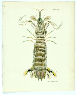  colored stone lithograph dekay s s natural history of new york 1844