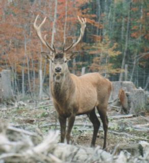  BEST 10 15pt Management Red Stag Hunt European Elk Deer Hunts Hunting