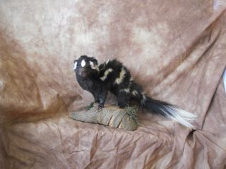 RARE Western Spotted Skunk Taxidermy Mount Squirrel Deer Cabin Decor