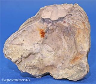 Pycnodonte Mutabilis Oyster Shell Fossil Cretaceous