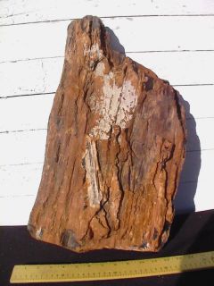 Petrified Wood Landscape Rock Decorative 517 46 Lbs