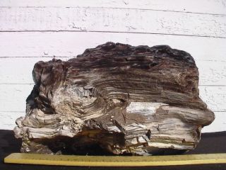 Petrified Wood Landscape Rock Decorative 525 38 Lbs