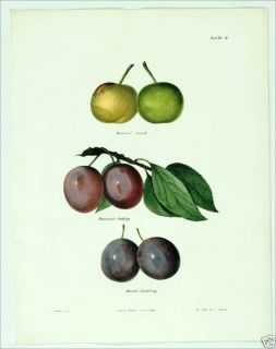 1851 Antique H C Emmons Fruit Print 2 Denniston Plum