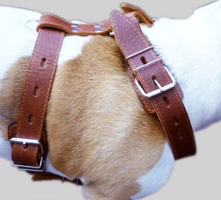 Real Leather Dog Harness Pitbull German Shepherd Doberman 31  37