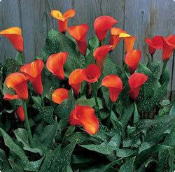 Calla Lily Bulbs Flame Orange and Yellow Calla Lilies