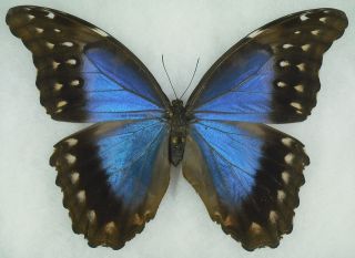 Insects Butterfly Morpho Didius Female