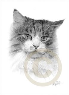 Tabby CAT Limited Edition A4 Pencil Print Drawing signed by artist