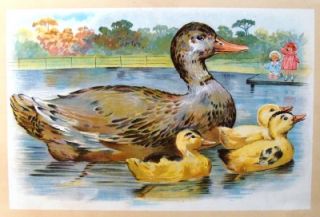 Webers Animals Babies 1934 Duck Ducklings