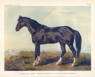 Dongola Horse RARE Breed Chromolithograph Hunting Horse